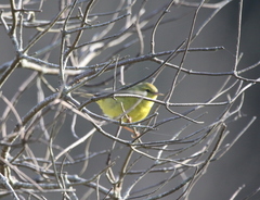 Leiothlypis celata lutescens