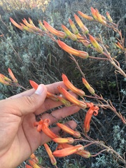 Tylecodon grandiflorus