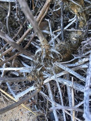 Tylecodon grandiflorus