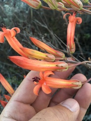 Tylecodon grandiflorus
