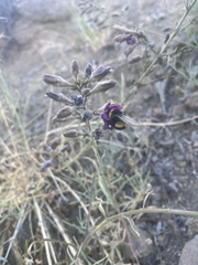Malesherbia linearifolia