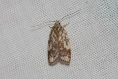 Oligoloba severa