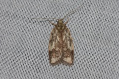 Oligoloba severa