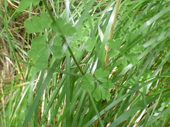Aquilegia desertorum