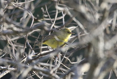 Leiothlypis celata lutescens