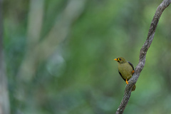 Manorina melanophrys