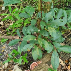Xylocarpus granatum