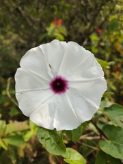 Ipomoea anisomeres