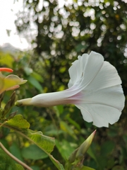 Ipomoea anisomeres