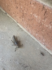 Monistria pustulifera