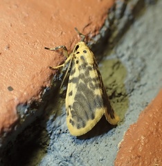 Miltochrista obsoleta