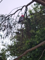 Eolophus roseicapilla