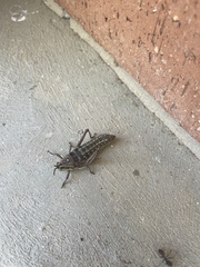 Monistria pustulifera