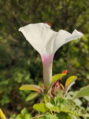 Ipomoea anisomeres