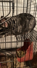 Chinchilla