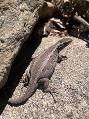 Liolaemus schroederi