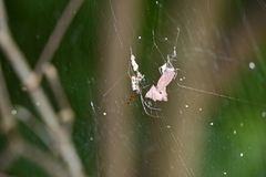 Trichonephila antipodiana