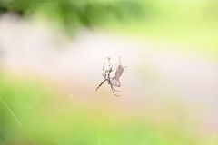 Trichonephila antipodiana