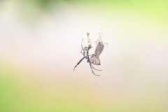Trichonephila antipodiana