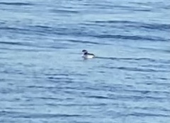 Podiceps nigricollis