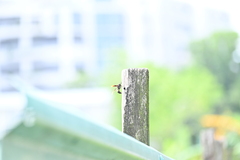 Polistes sagittarius