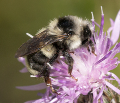 Bombus vancouverensis