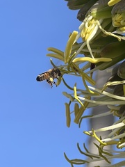 Apis mellifera