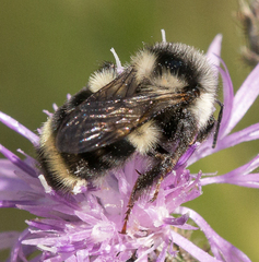 Bombus vancouverensis