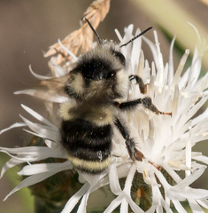 Bombus vancouverensis