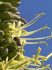 Apis mellifera