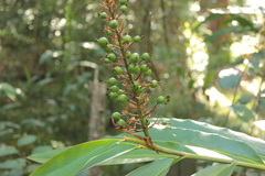 Alpinia caerulea