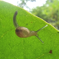 Helicarion perfragilis