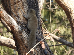 Callosciurus erythraeus