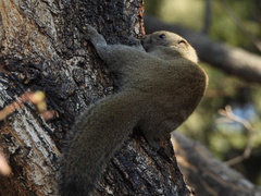 Callosciurus erythraeus