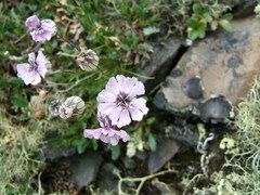 Silene stenophylla