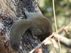 Callosciurus erythraeus
