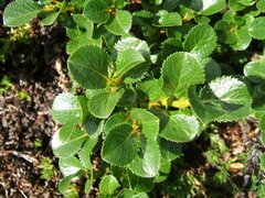 Salix tschuktschorum