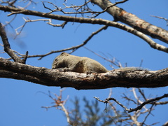 Callosciurus erythraeus