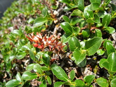 Salix tschuktschorum