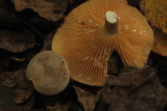 Lactarius flexuosus