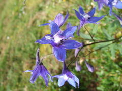 Delphinium chamissonis