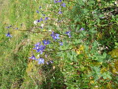 Delphinium chamissonis