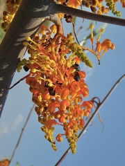 Grevillea byrnesii