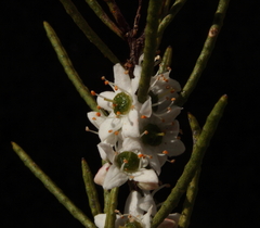 Philotheca deserti deserti