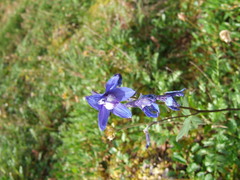 Delphinium chamissonis