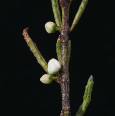 Philotheca deserti deserti