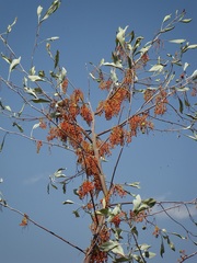 Grevillea byrnesii