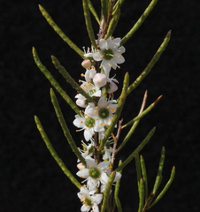 Philotheca deserti deserti