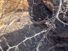 Liolaemus lemniscatus