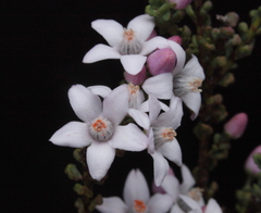 Philotheca rhomboidea